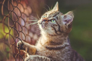 Why Do Cats React So Strongly to Cucumbers