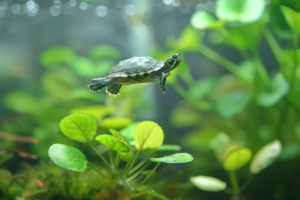 Key Points for Keeping Turtles as a Beginner