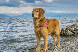 Why Is Your Dog’s Nose Running