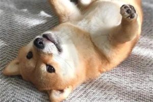 What Are the Signs That a Dog Feels Guilty?