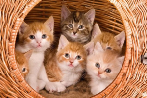 Why Do Mother Cats Get Postpartum Depression?
