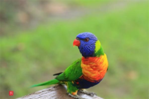 How to Clip a Parrot’s Flight Feathers Safely