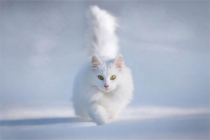 Why Do Mixed-Breed Cats Run Away from Home?