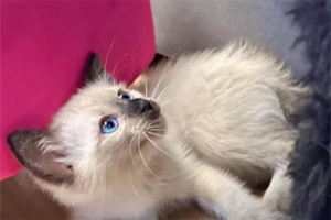 Why Does a Cat Favor One Family Member?