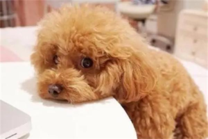 What to Feed a Dog Recovering from Diarrhea?