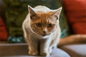 Can You Vaccinate Your Cat at Home?