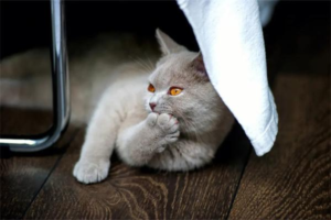 Do Cats Cry?