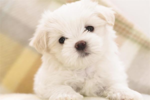 How to Train Your Dog to Heel and Walk Beside You