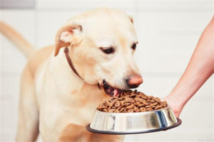 Which Dogs Should Eat Low-Fat Food?