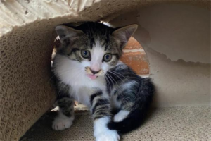 What Does It Mean When a Stray Cat Rubs Against You?