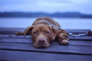 Why Do Dogs Get Low Blood Sugar (Hypoglycemia)?