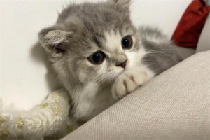 Where Do Cats Like to Give Birth?