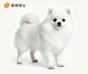 Thinking of Getting a Pomeranian? Read This First