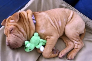 How to Handle a Dog with Engorged Milk (Mammary Congestion)