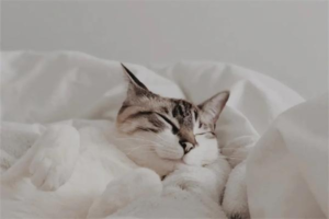 Signs Your Cat Is Scared of You After Being Hit
