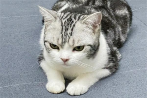 What to Do When Your Cat Hisses at You