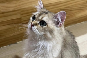 What Experiences Can Leave a Cat With Psychological Trauma?