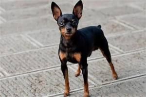 What to Do When Your Dog Eats but Doesn’t Gain Weight