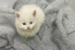 Signs Your Cat Is Lonely