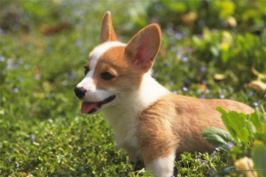 What to Do for a Newborn Puppy That Is Fading