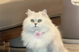 Why Is the Persian Cat Called the ‘King of Cats’?