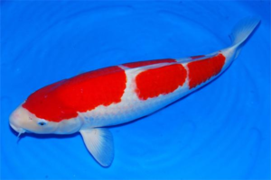 Why Do Koi Lose Scales