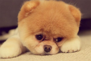 Signs Your Dog Is Too Hot (and How to Prevent Heatstroke)