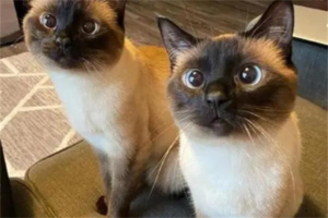 How to Show Your Cat You Love It