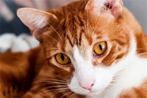 Can You Give a Cat Ice Water to Cool It Down in Summer?