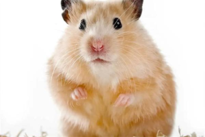 What to Do When Your Hamster Sneezes and Twitches