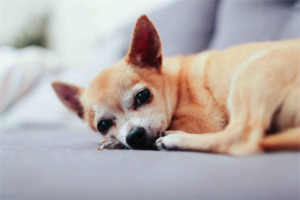 The Dangers of Feeding Bones to Dogs