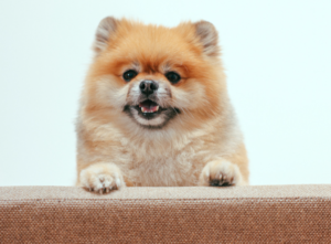 Why Does My Dog Keep Hiccuping?