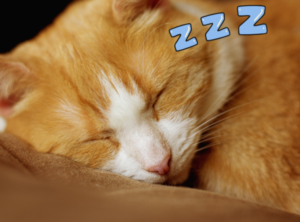 Is It Normal for a Cat to Sleep All Day?