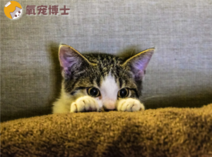 Helping a Cat Through Moving Stress