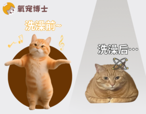 My Cat Is Lethargic After a Bath — What to Do