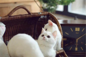 Why Do Cats Steal Things?