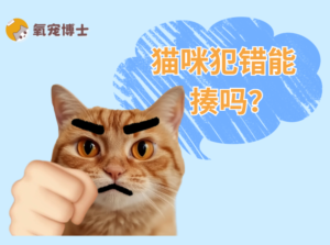 Never Hit Your Cat โ Here’s What to Do Instead