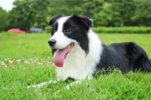 Why Does My Dog Have More and More Black Spots?