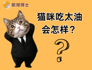 Is Too Much Fat in Your Cat’s Diet Slowly Harming It? Health Risks to Watch
