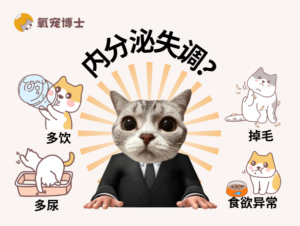 Hair Loss and Excessive Urination? Symptoms of Hormonal Imbalance in Cats