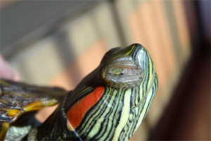 What Are the Symptoms of Turtle White-Eye Disease?