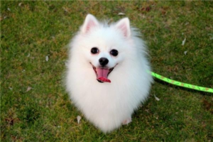 Benefits of Lecithin for Dogs