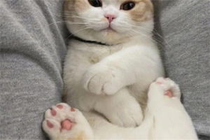 Can You Deworm a Pregnant Cat?