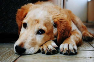 How to Care for Your Dog After Inducing Vomiting