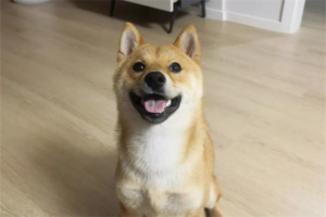 Why Does My Dog Keep Repeating the Same Mistake?