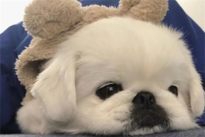 Can Dogs Have Autism Too?