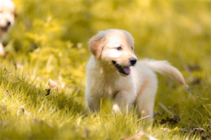 How to Stop Dogs and Cats From Making Noise