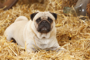 Signs Your Dog Is Pregnant