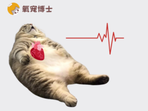 What Is a Normal Heart Rate for a Cat?