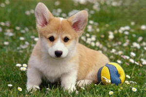 Can dogs eat chocolate?